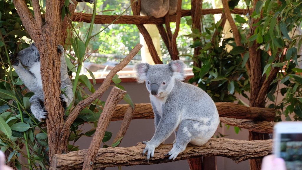 Brisbane Life : No.04 Lone Pine Koala Sanctuary&nbsp;ฉันมาแล้วจ้าา